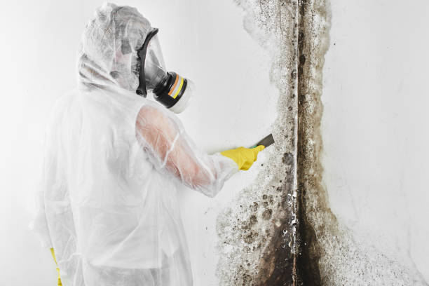 Best Professional Mold Removal  in Brownville, NJ