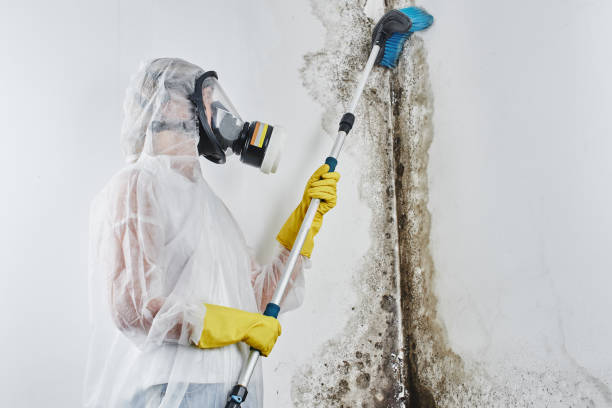 Best Fast Mold Removal  in Brownville, NJ