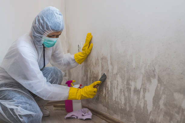 Best Residential Mold Removal  in Brownville, NJ