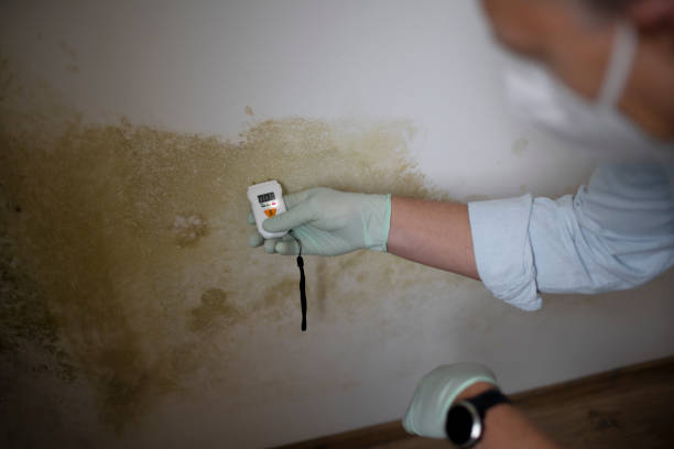 Best Mold Cleaning Services  in Brownville, NJ