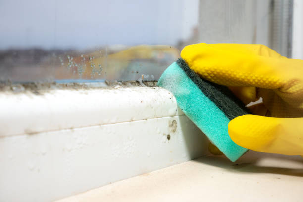 Best Certified Mold Removal  in Brownville, NJ