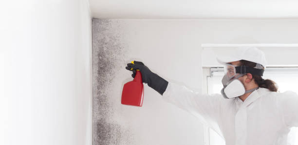 Best Commercial Mold Removal  in Brownville, NJ