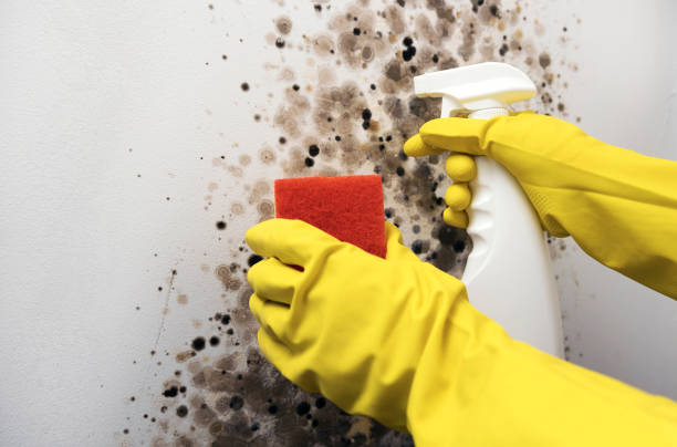 Best Fast Mold Removal  in Brownville, NJ