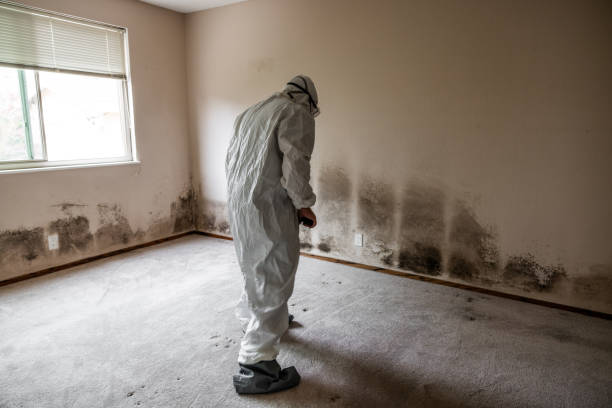 Best Mold Remediation Experts  in Brownville, NJ