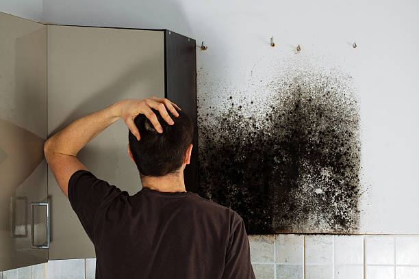 Best Same-Day Mold Removal  in Brownville, NJ