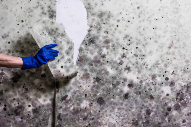 Best Affordable Mold Removal  in Brownville, NJ