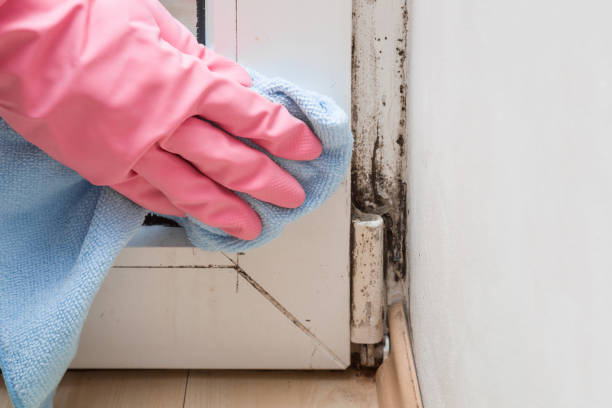 Best Local Mold Removal Service  in Brownville, NJ